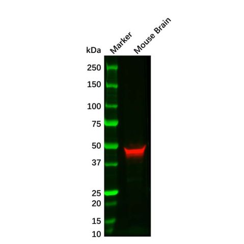 aladdin 阿拉丁 Ab179924 GFAP Mouse mAb mAb (EF01/2D12); Mouse anti human GFAP Antibody; WB, ELISA; Unconjugated