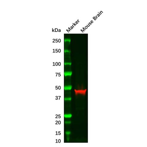 aladdin 阿拉丁 Ab179925 GFAP Mouse mAb mAb(EF02/4C5); Mouse anti human GFAP Antibody; WB, ELISA; Unconjugated