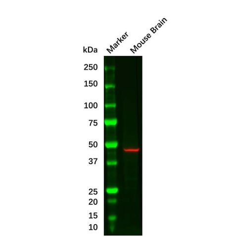 aladdin 阿拉丁 Ab179926 GFAP Mouse mAb mAb (EF03/4D5); Mouse anti human GFAP Antibody; WB, ELISA; Unconjugated