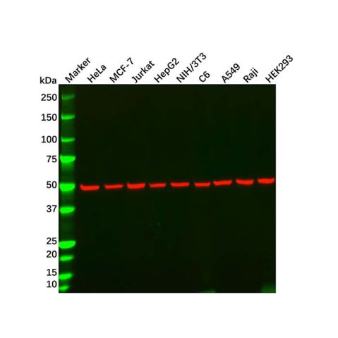 aladdin 阿拉丁 Ab179938 alpha Tubulin Mouse mAb mAb (AB01/5A12); Mouse anti Human alpha tubulin Antibody; WB, Flow, ICC/IF, ELISA; Unconjugated