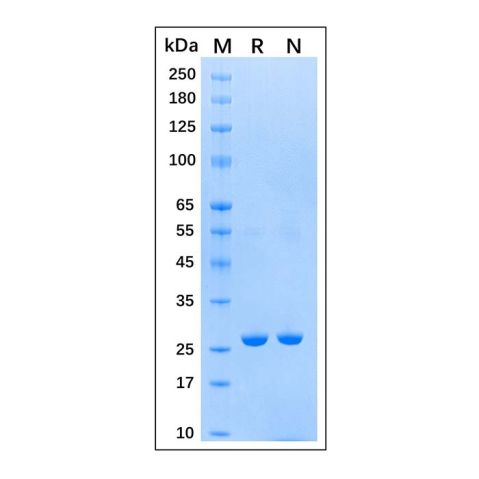 aladdin 阿拉丁 rp155829 Recombinant Schistosoma japonicum GST Protein Carrier Free, >95% SDS-PAGE, E.coli, His, 1-218 aa