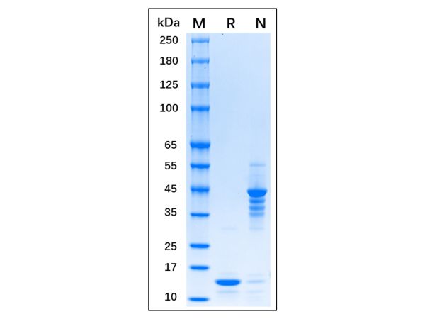 aladdin 阿拉丁 rp155836 Recombinant MPXV A29L Protein Carrier free, >95% (SDS-PAGE), E. coli, His tag, 1-110 aa