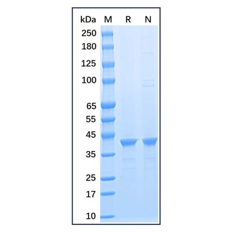 aladdin 阿拉丁 rp156145 Recombinant Human GAPDH Protein Carrier free, >95% SDS-PAGE, E.coli, N-His tag, 1-335 aa