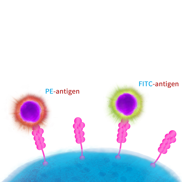 TRAILR1重组蛋白-ACROBiosystems百普赛斯