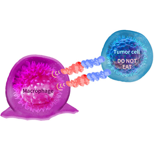 Osteoactivin/GPNMB重组蛋白-ACROBiosystems百普赛斯