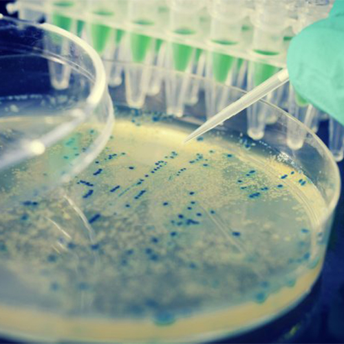 MASP3重组蛋白-ACROBiosystems百普赛斯