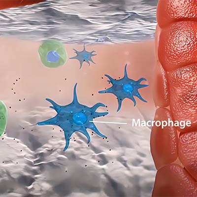 CD69蛋白-ACROBiosystems百普赛斯