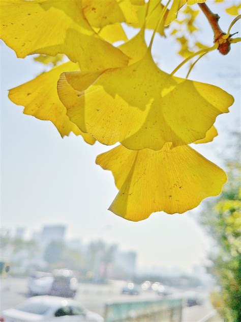 白果内酯 33570-04-6