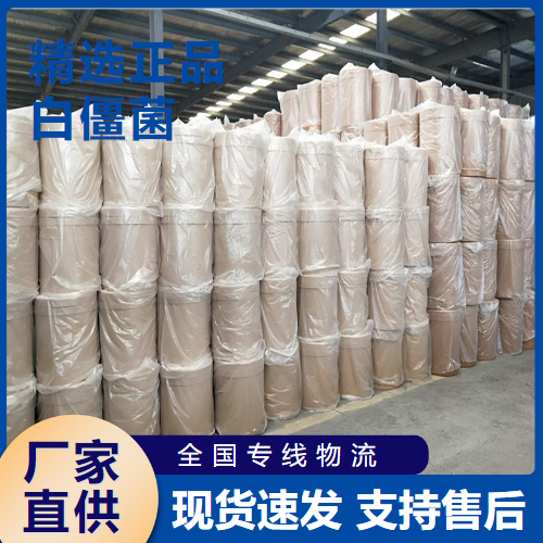   白僵菌 虫生真菌类白色粉末 26048-05-5 