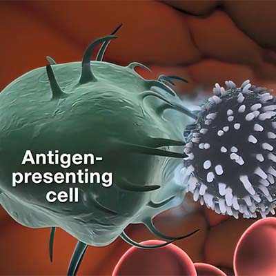 Serpin D1/HCF2蛋白-ACROBiosystems百普赛斯