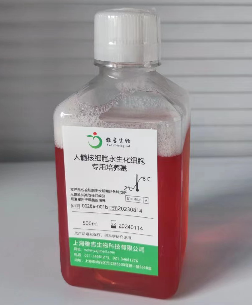 人恶性黑色素瘤细胞A375E/GFP