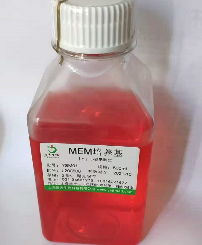 人子宫内膜癌细胞RL952