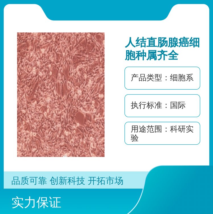 人急性髓原白血病细胞MOLM13