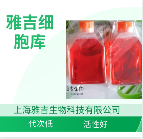 人甲状腺癌细胞FTC133