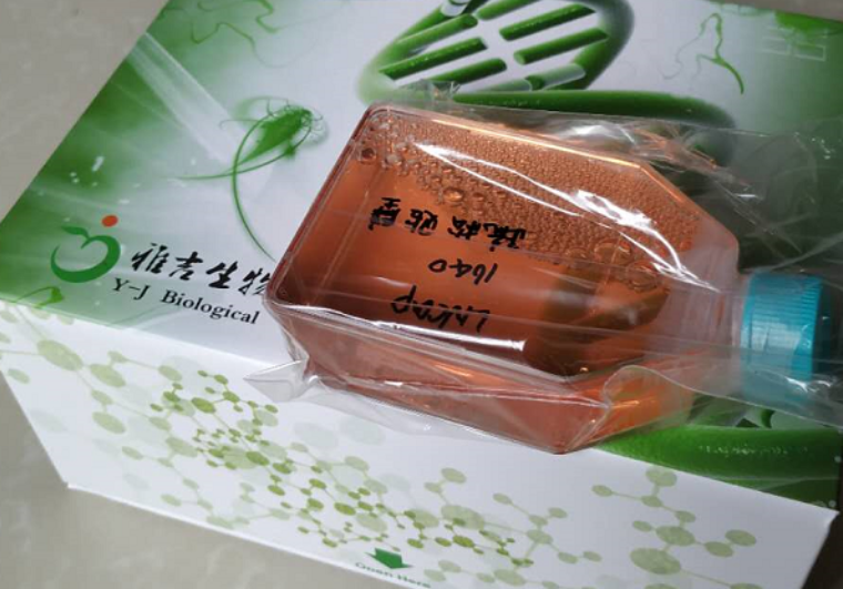 人T细胞白血病细胞6TCEM