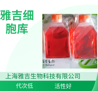 人胃肠道间质瘤细胞GISTT1