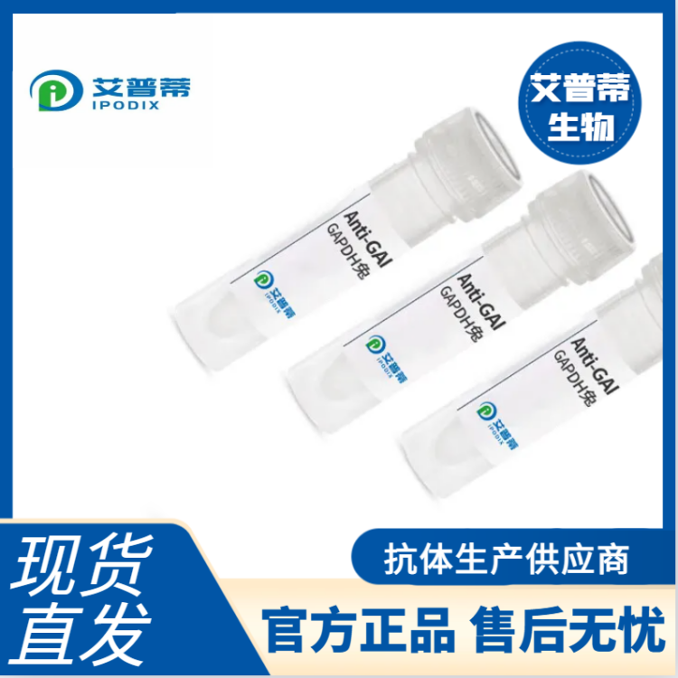 POU3F1抗体  艾普蒂生物 特异性好