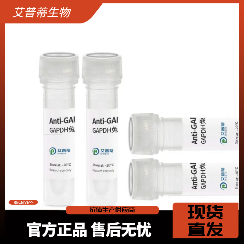 POU3F1抗体  艾普蒂生物 特异性好