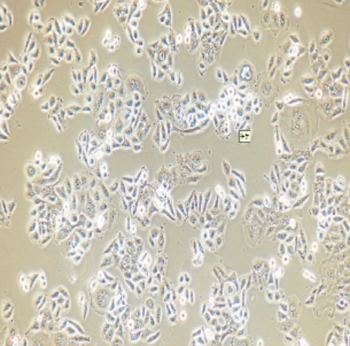 人食管癌细胞EC9706