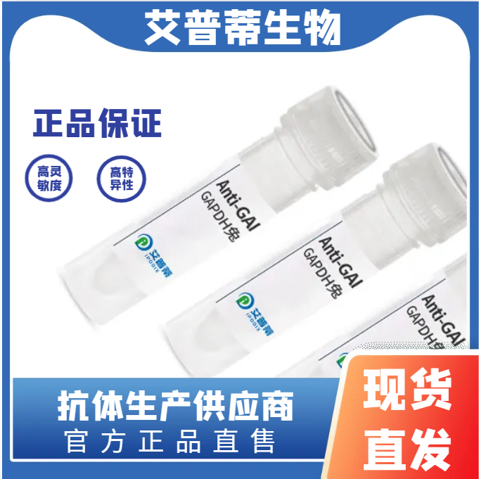 CCDC88A抗体；CCDC88A  antibody 艾普蒂生物              