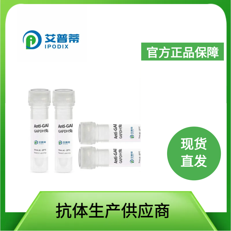 CCDC88A抗体；CCDC88A  antibody 艾普蒂生物              