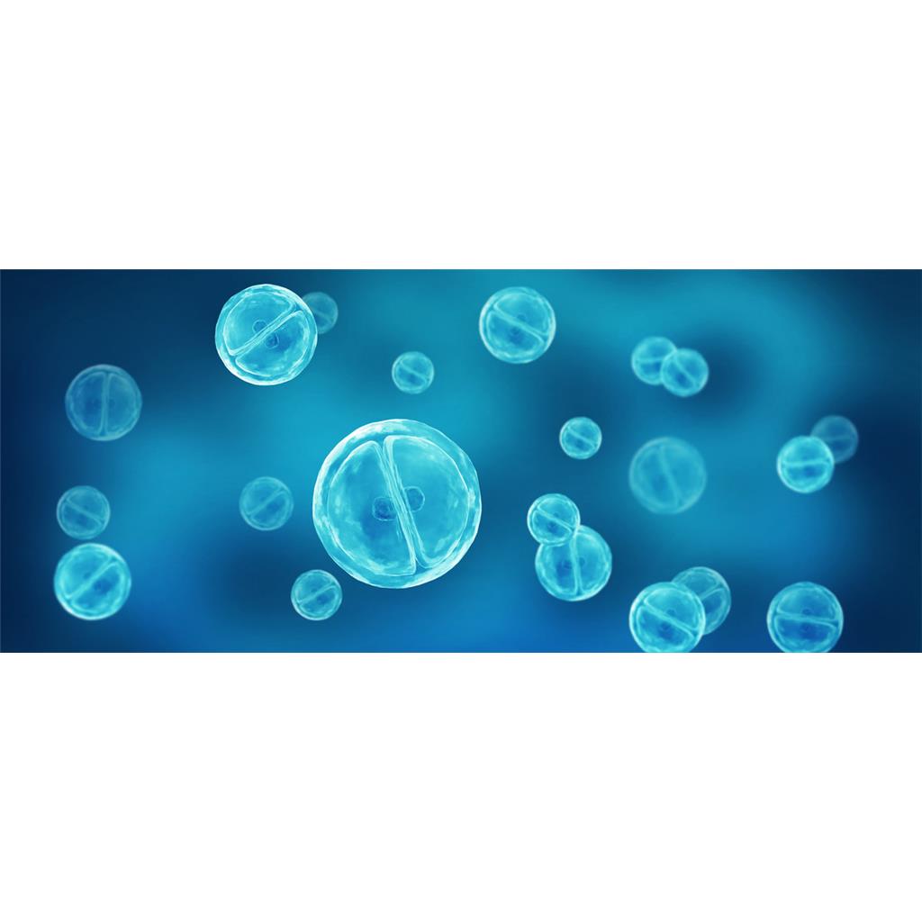 小鼠黑色素瘤带荧光素酶B16/LUC