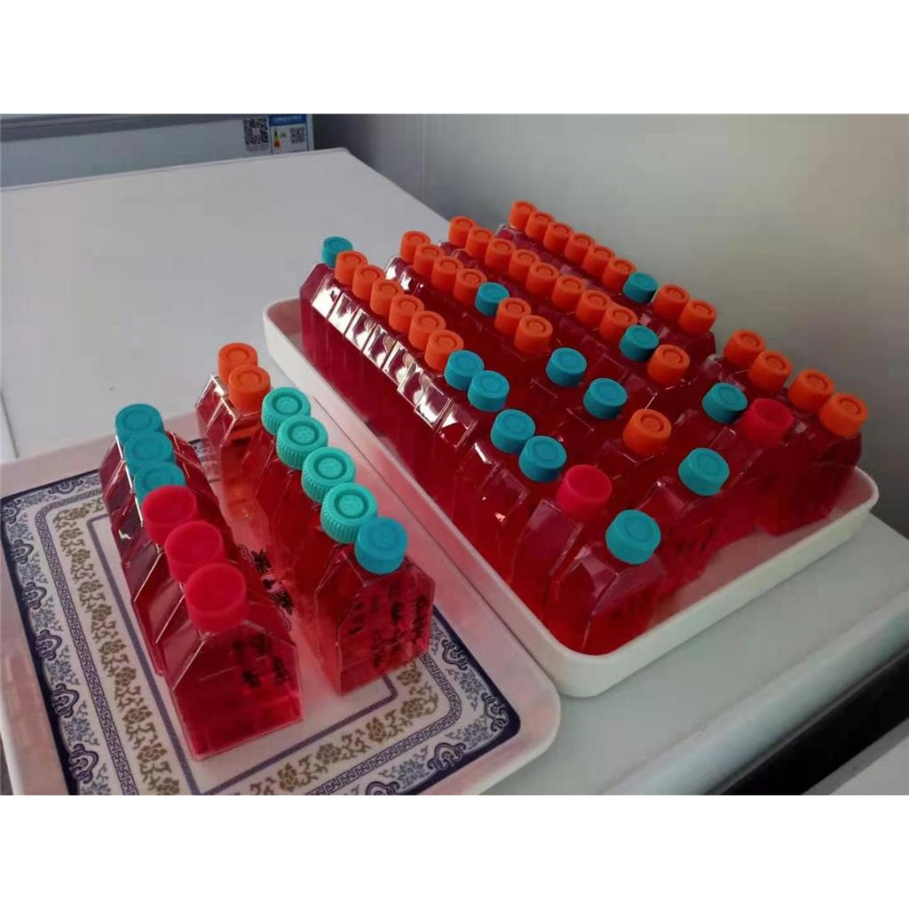 5TGM1小鼠骨髓瘤细胞