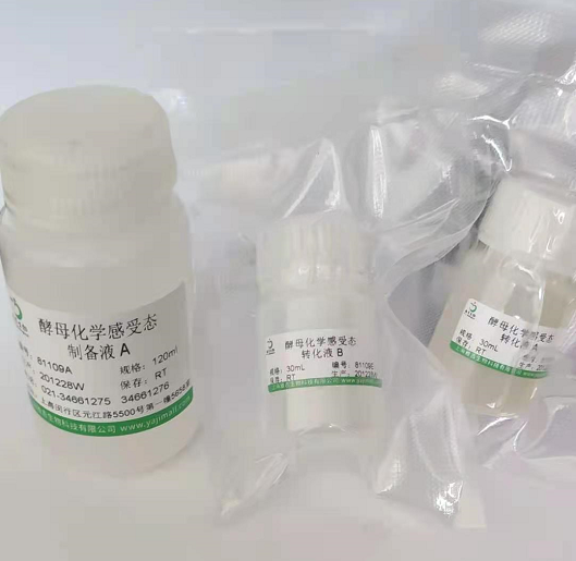 人乳腺癌细胞KPL4