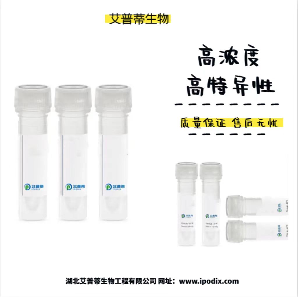 ABCB6蛋白抗体；ABCB6 antibody 艾普蒂生物       