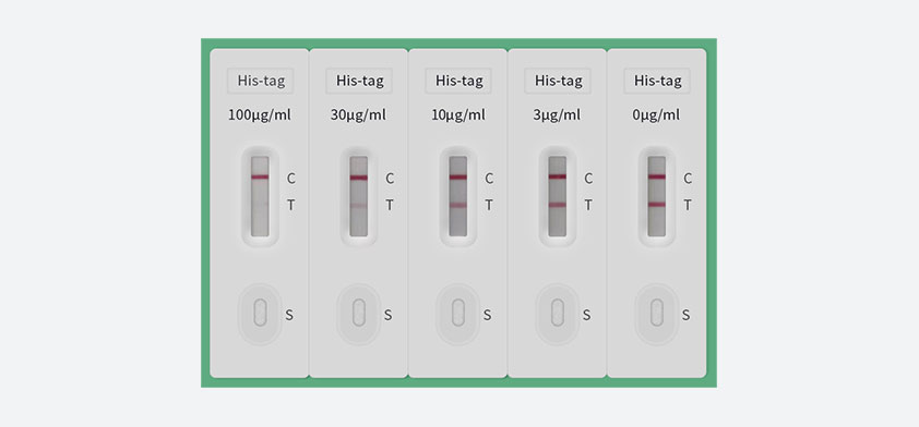 His 标签蛋白（竞争法）快速检测试剂盒