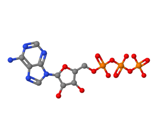 5'-三磷酸腺苷 56-65-5