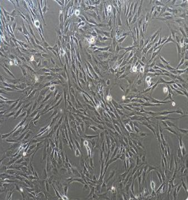 CCD-1065Sk ATCC细胞