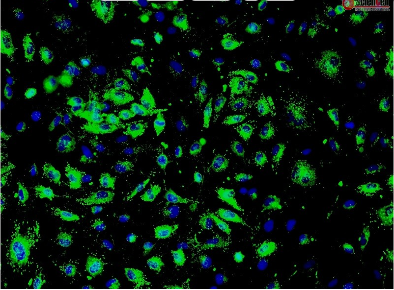 牛乳腺上皮细胞MAC-T