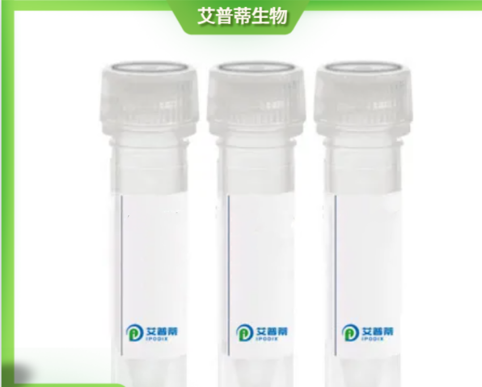 TULP2抗体；TULP2 antibody 艾普蒂生物        