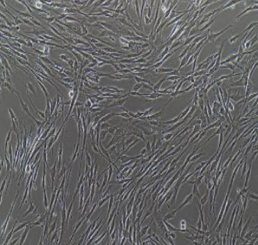 人非小细胞肺癌细胞NCI-H1299/LUC-E/GFP