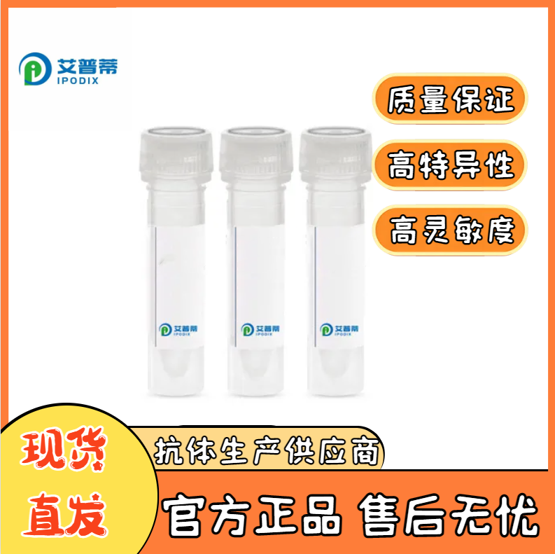RUFY4抗体；RUFY4 antibody 艾普蒂生物        