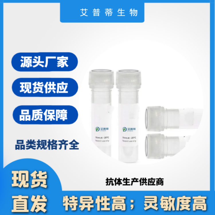 CCT8L2抗体；CCT8L2 antibody 艾普蒂生物       