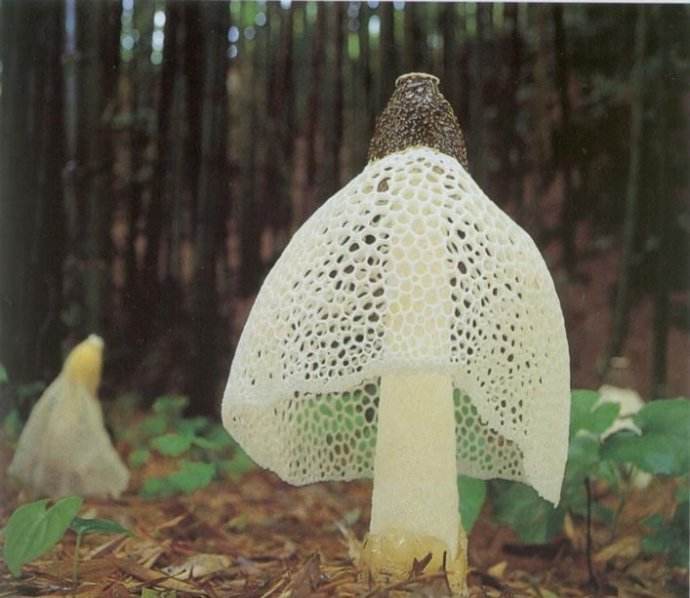 竹荪提取物，竹荪多糖，竹荪，多糖