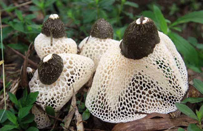 竹荪提取物，竹荪多糖，竹荪，多糖