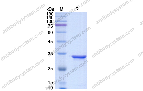 IdeS Protease (IgG specific)免疫球蛋白特异性IdeS蛋白酶