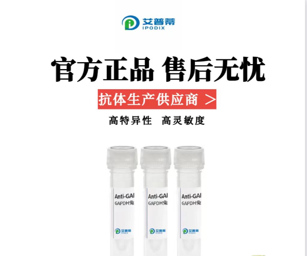 FOXC2抗体；FOXC2 antibody 艾普蒂生物         