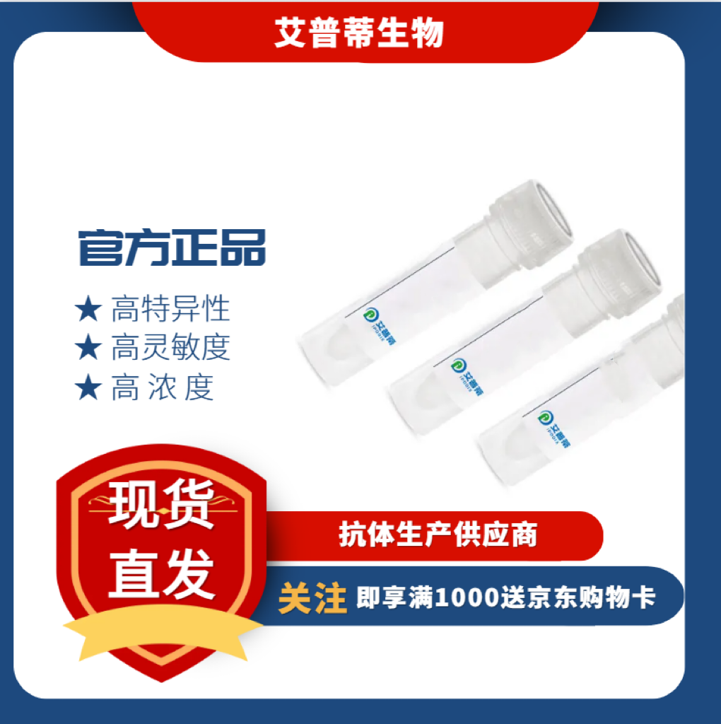TWIST1抗体；TWIST1 antibody 艾普蒂生物