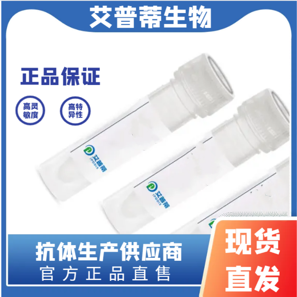 SIRT4抗体；SIRT4 antibody 艾普蒂生物