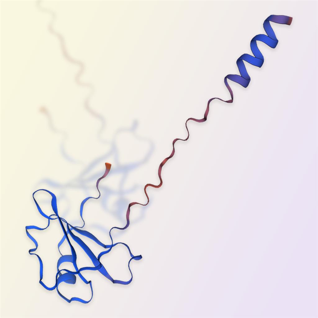 CCL1重组蛋白，ACROBiosystems百普赛斯