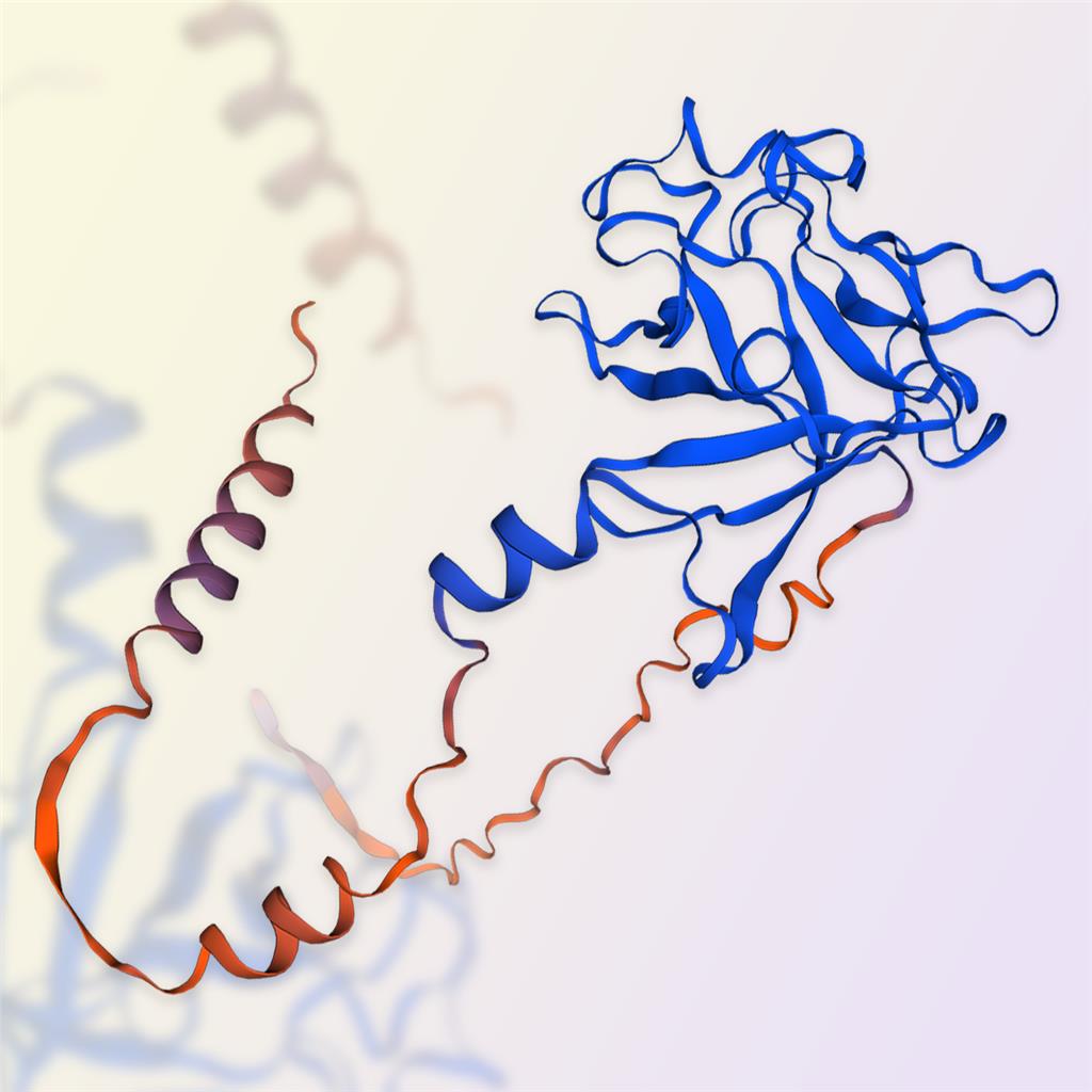 FGF8/FGF8b-ACROBiosystems百普赛斯