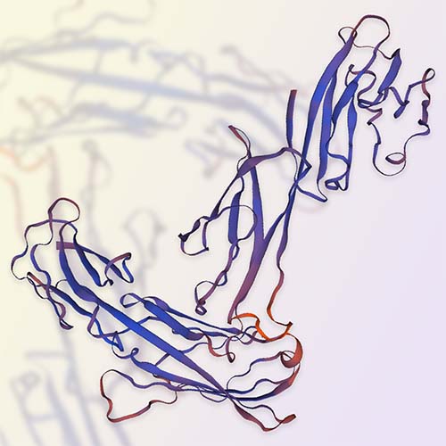 CD4重组蛋白，ACROBiosystems百普赛斯