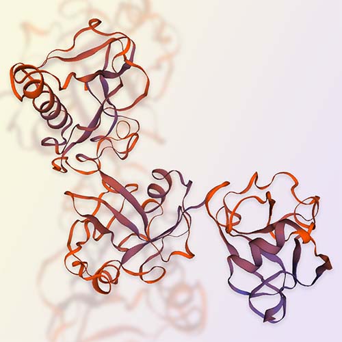 CD5重组蛋白，ACROBiosystems百普赛斯