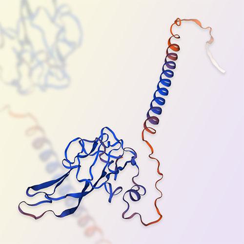 CD30L重组蛋白，ACROBiosystems百普赛斯