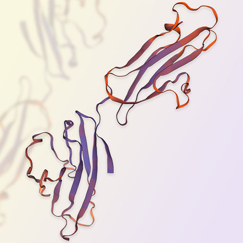 CD48重组蛋白-ACROBiosystems百普赛斯