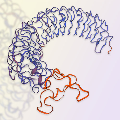LGR4/GPR48蛋白-ACROBiosystems百普赛斯